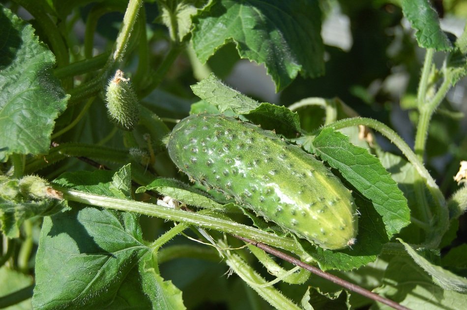 cucumber with pimples on the stalk