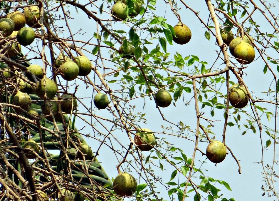 baels on the tree in india