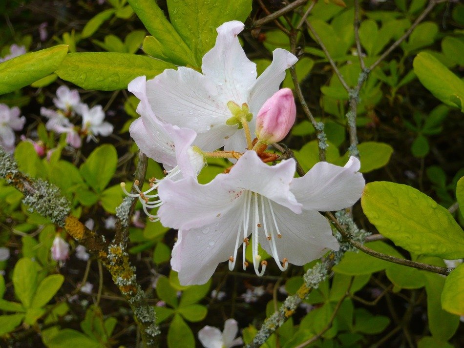 flower with white petals in nature