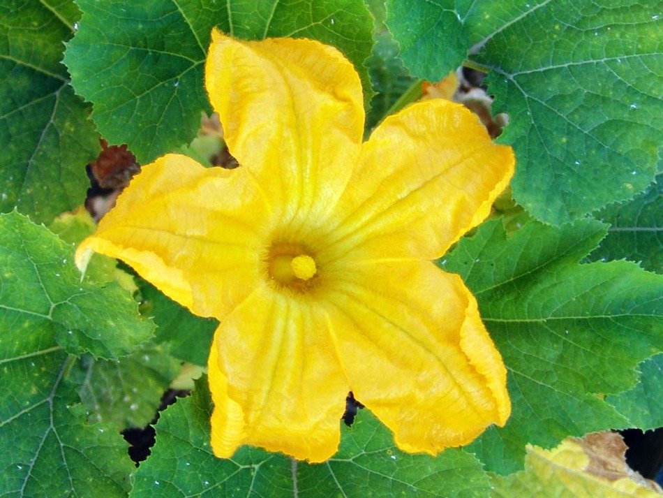zucchini courgette yellow