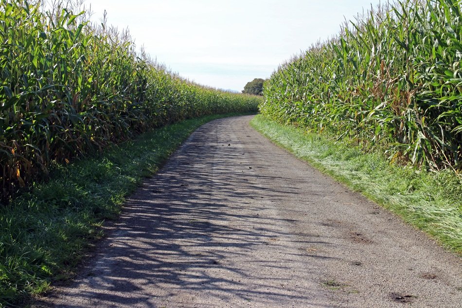 road through cornfield