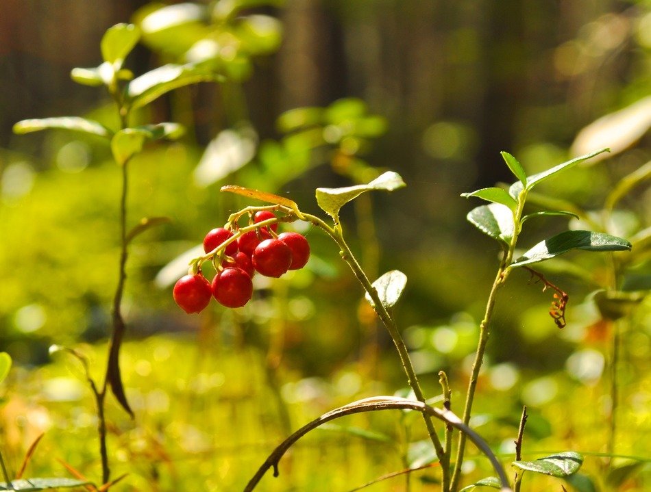 red cranberries close up on blurred background