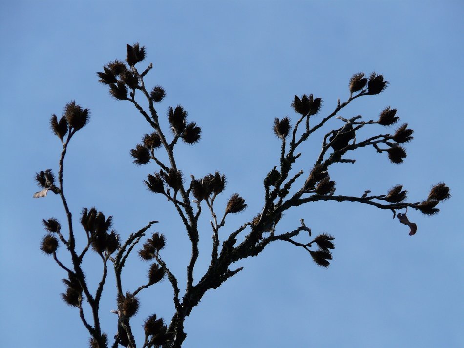 Beechnut tree with flowers on the sky background
