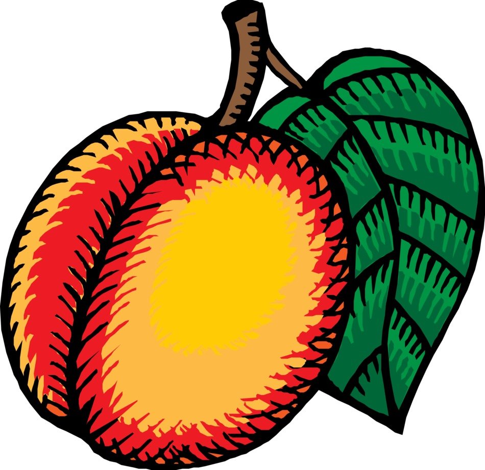 drawing nectarine with green leaf