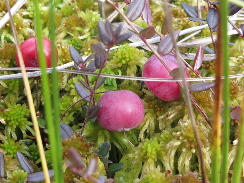 cranberry on a garden in autumn