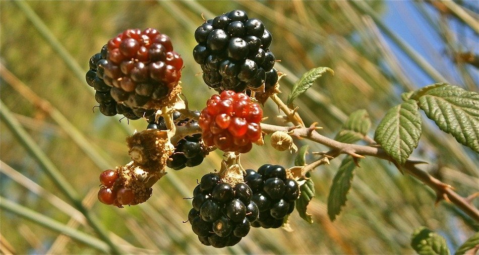 ripening wild berries