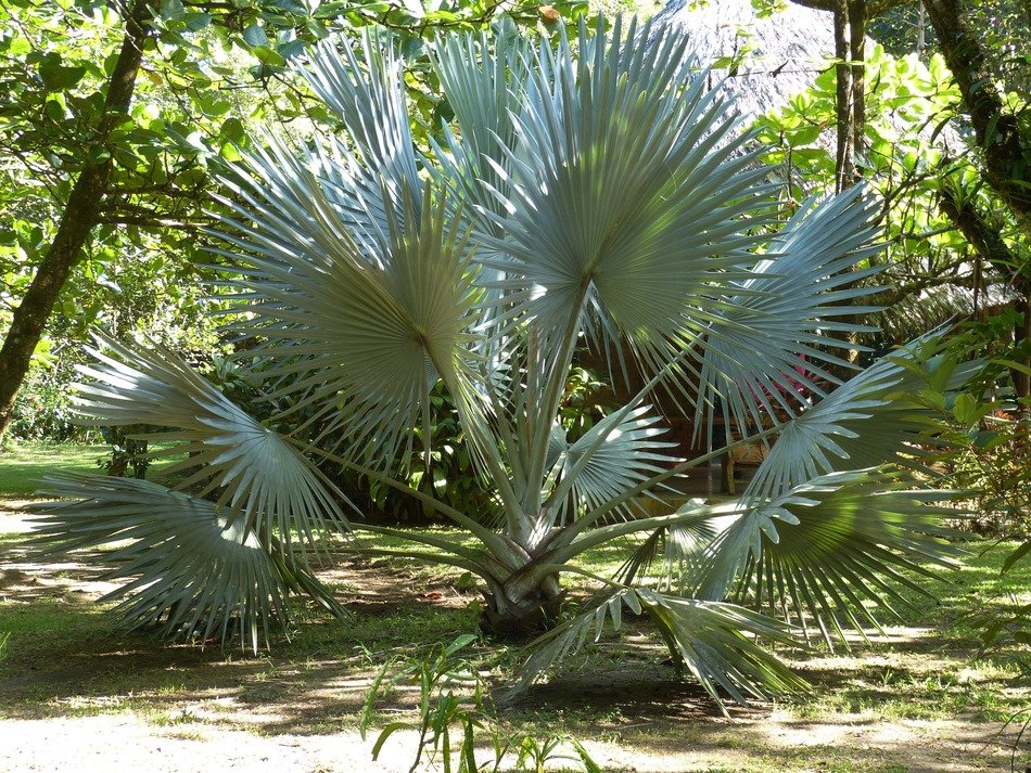 Palm tree in Costa Rica