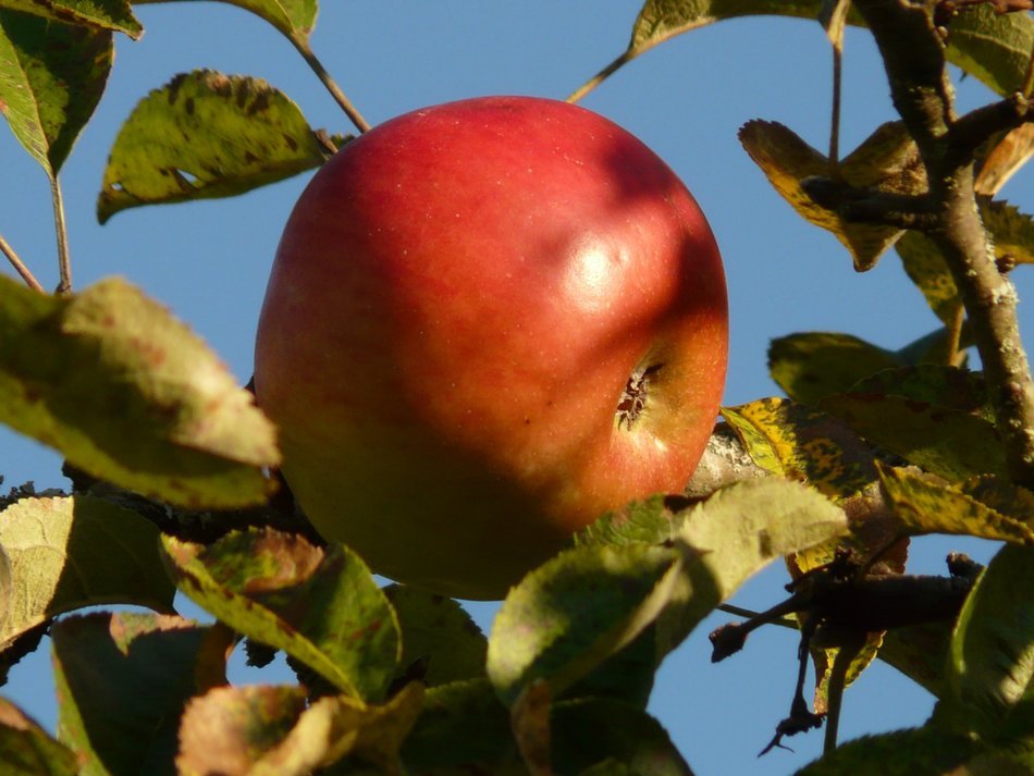 organic ripe apple on the tree