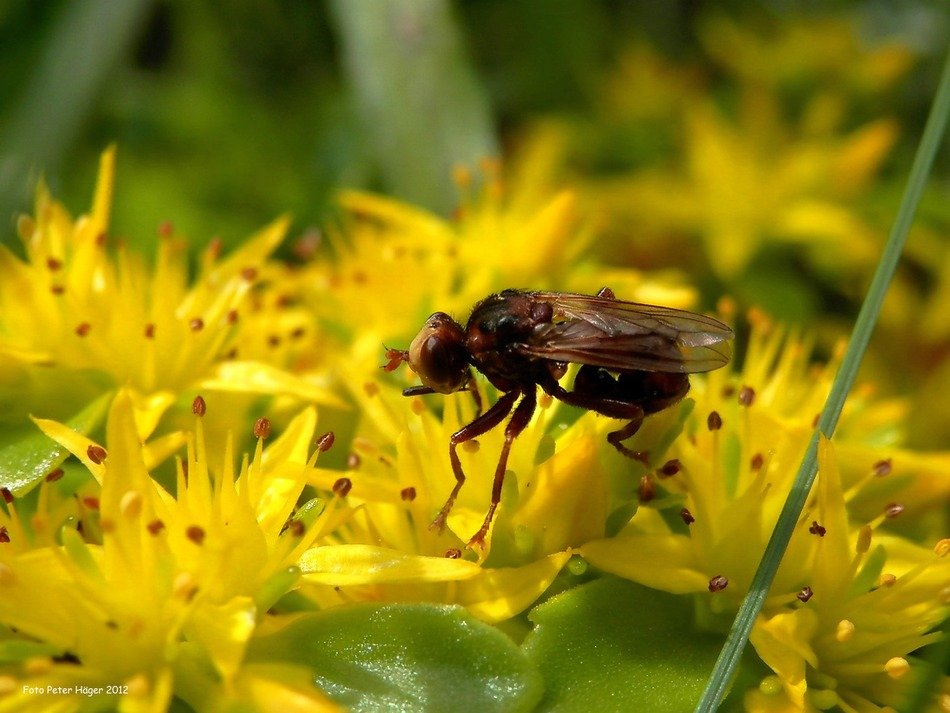 closeup picture of fly on yellow flowers