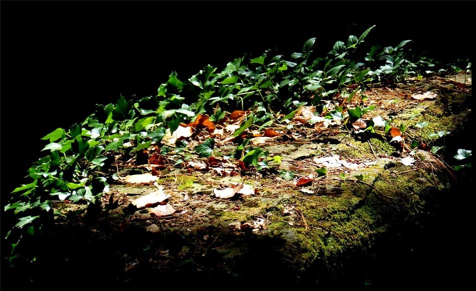 light and shadow on the vine