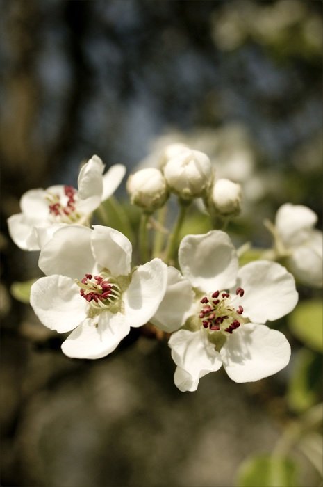 blooming apple tree close up on a blurred background