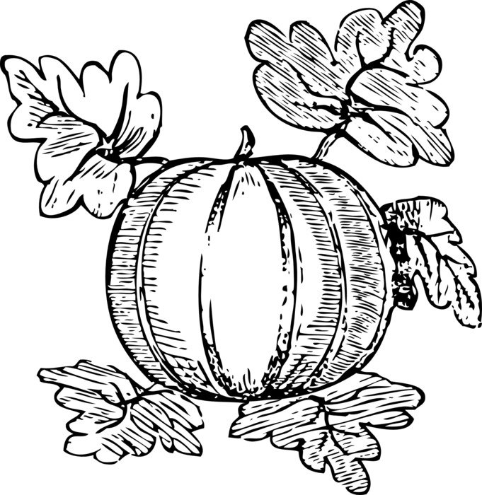 black and white drawing of watermelon with leaves