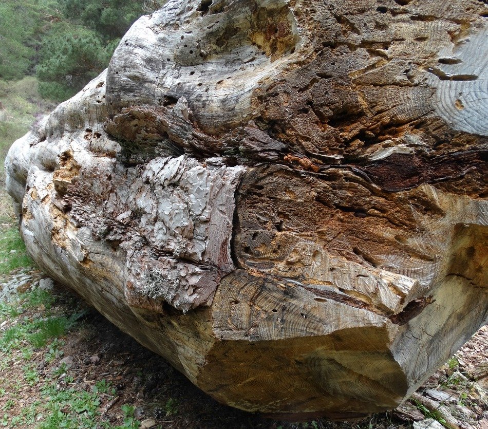 Picture of wood trunk