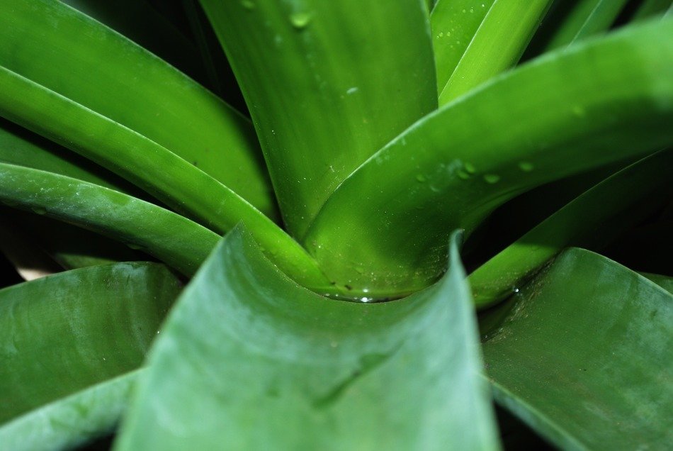botanical garden plant