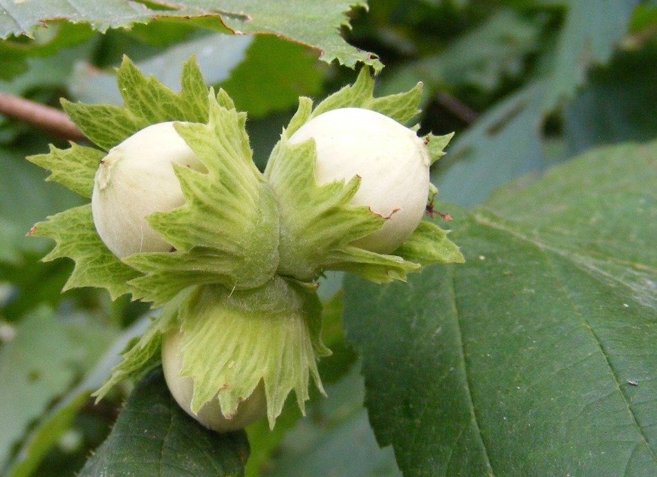 white hazelnuts on tree