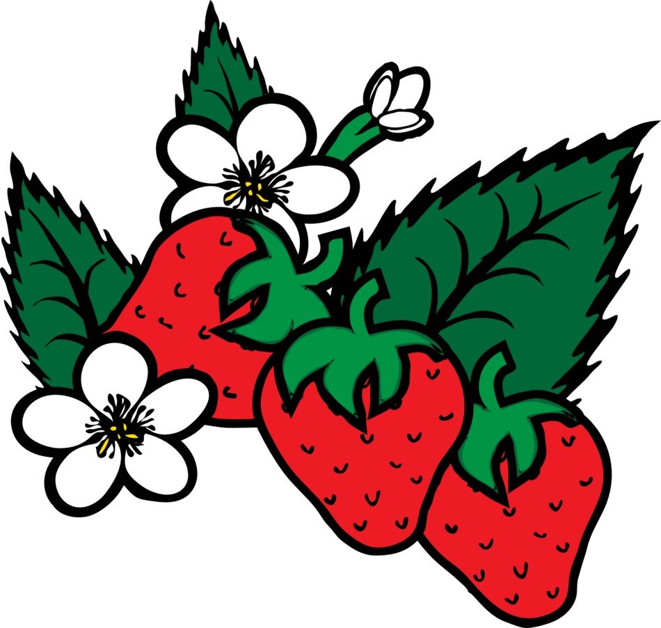 strawberry fragaria drawing