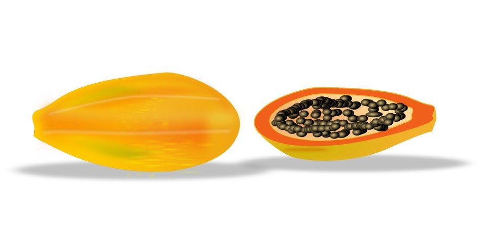 papaya slice drawing