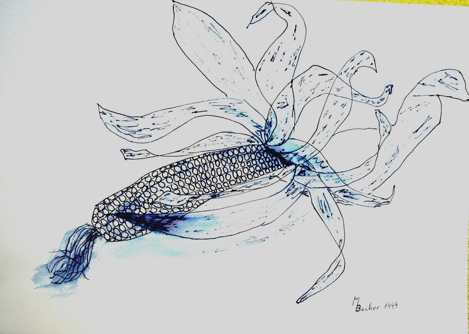 corn dark drawing