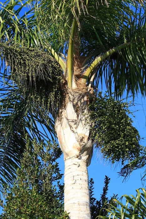 king palm tree