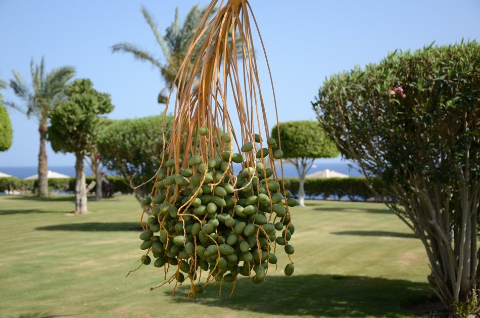 fruits of green palm in spring