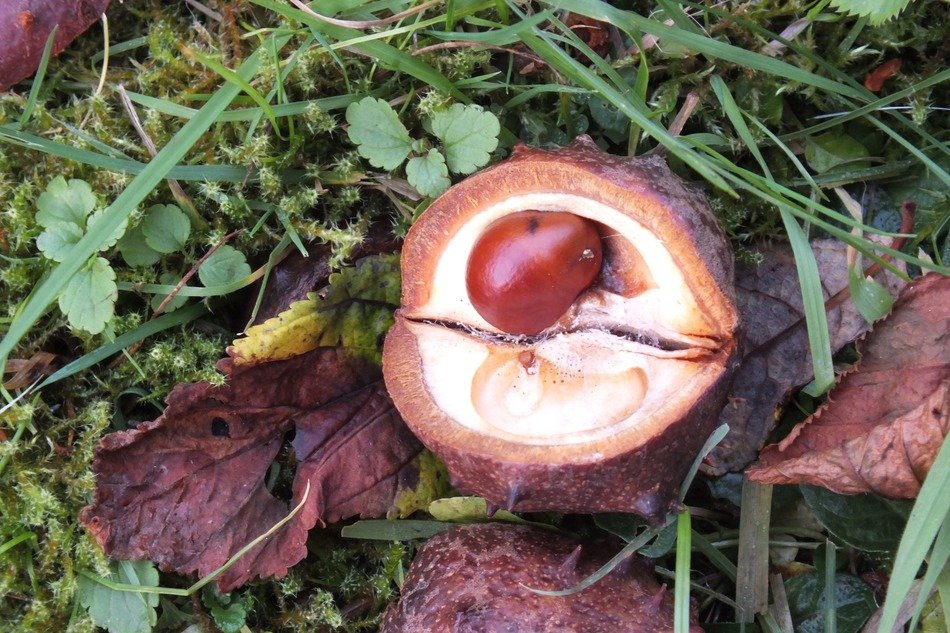 half chestnut on the ground