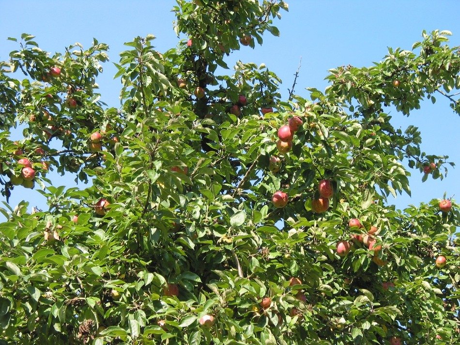 crown of the apple tree