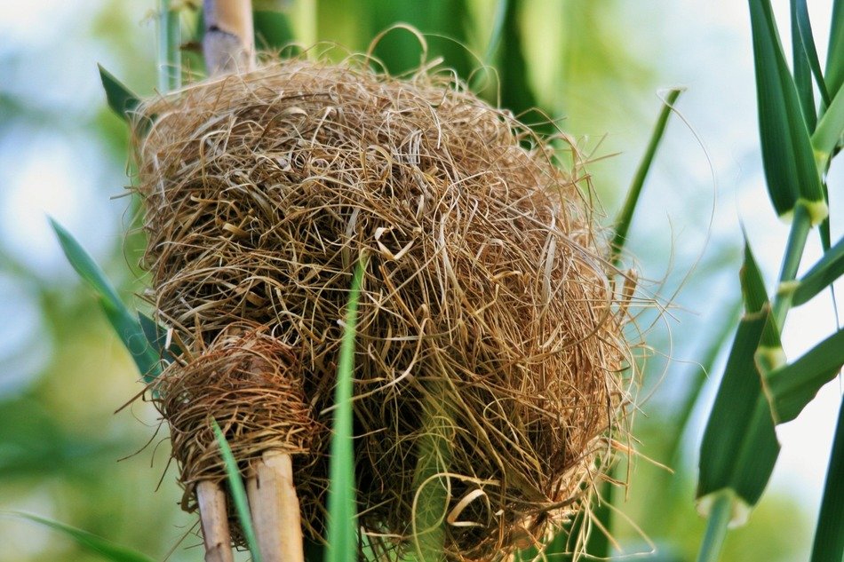 bird's nest on the plant