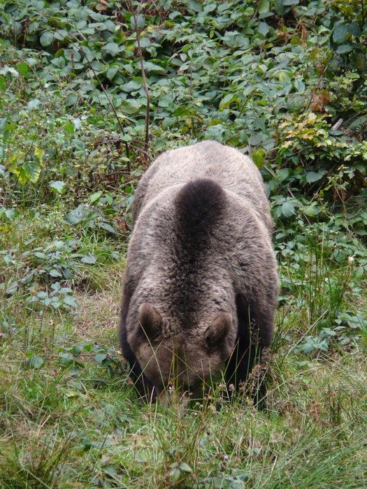 Brown Bear in the woods
