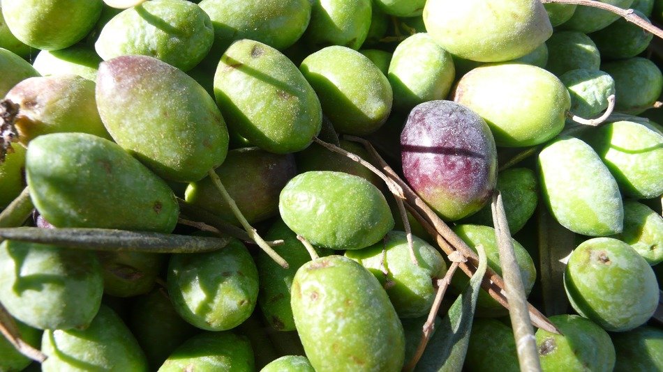 harvest of the olives