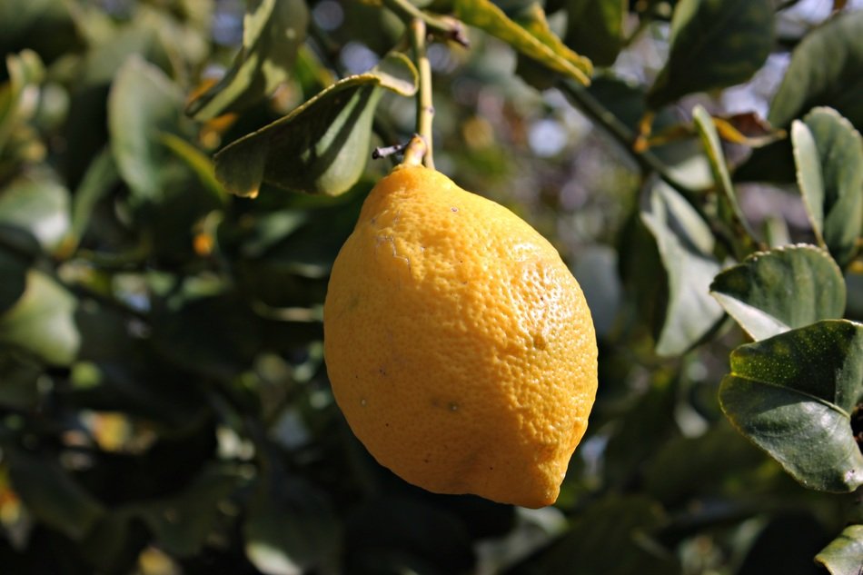 tree with sour lemons on it
