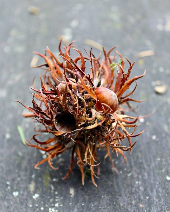 prickly tree fruit