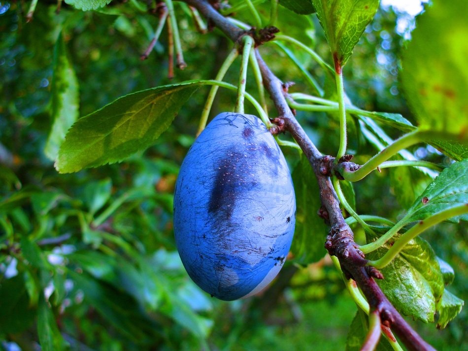 plum on the tree