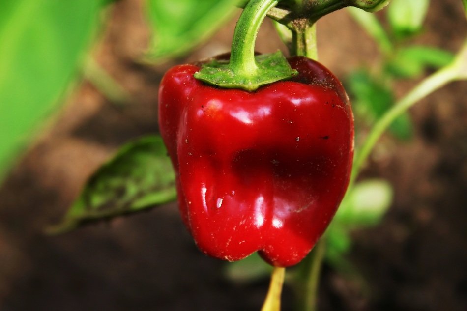 red pepper on the garden bed close-up on blurred background