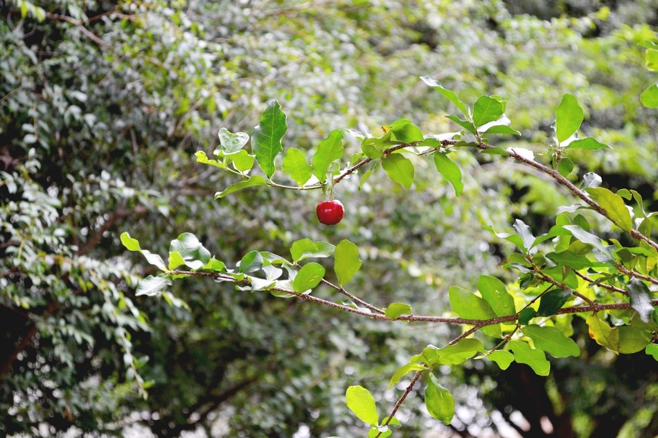 cherry bush in Brazil