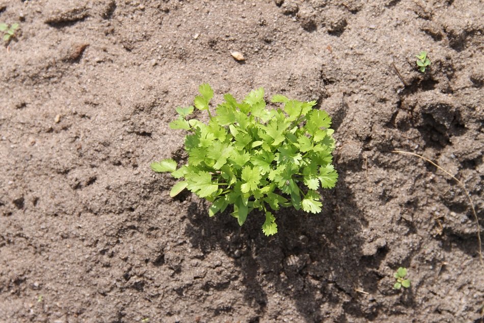 coriander as a plant