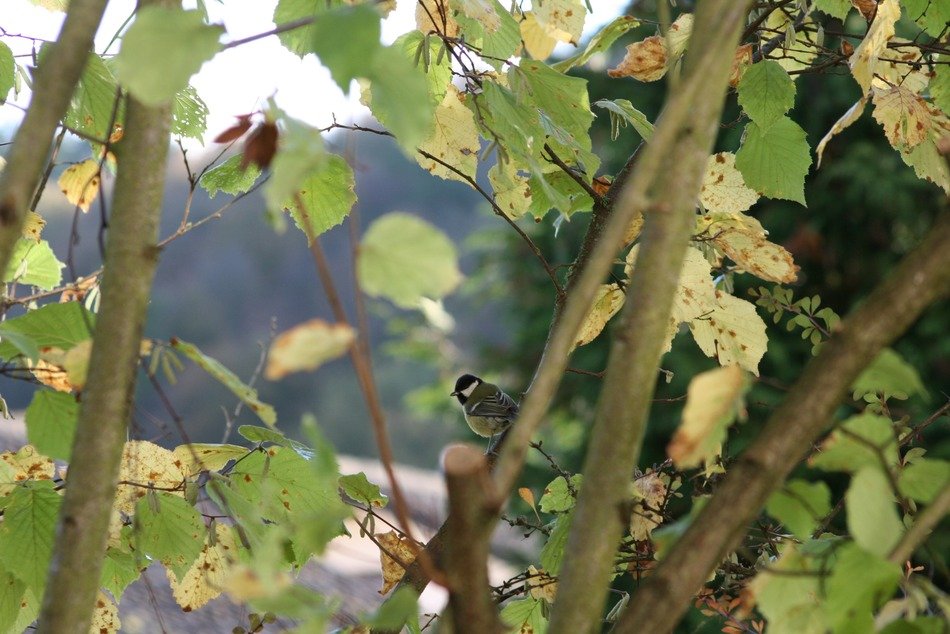 little blue tit