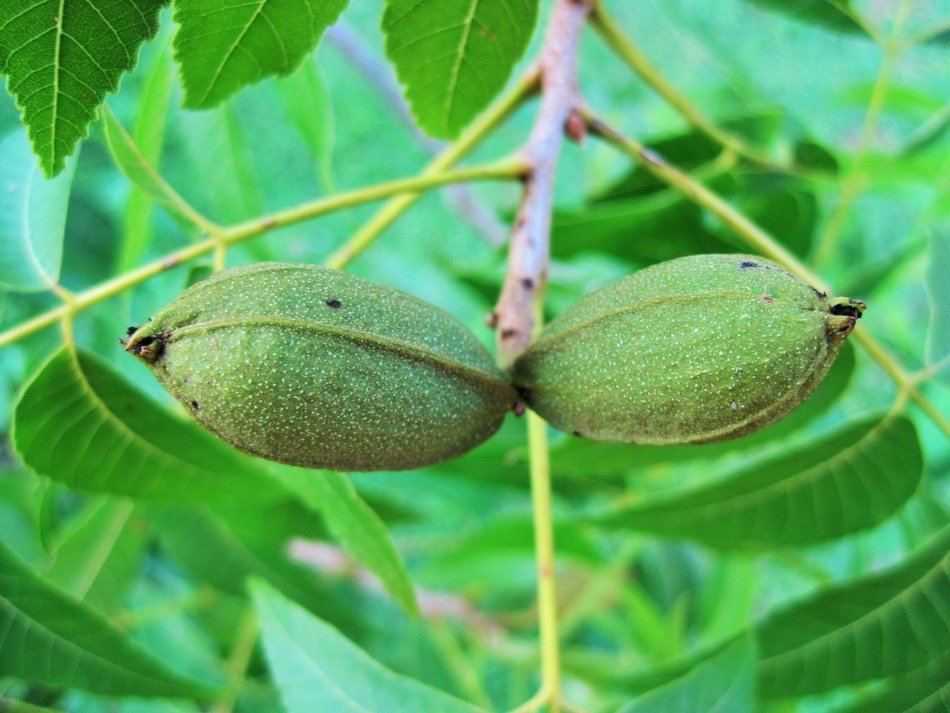 dainty tree nut