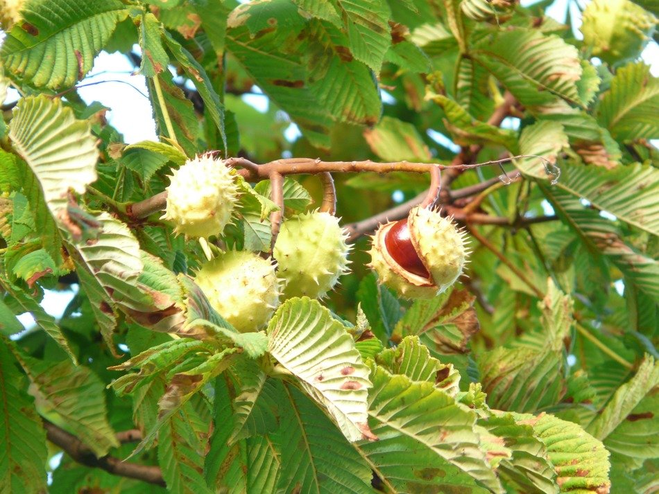 many chestnuts on the tree