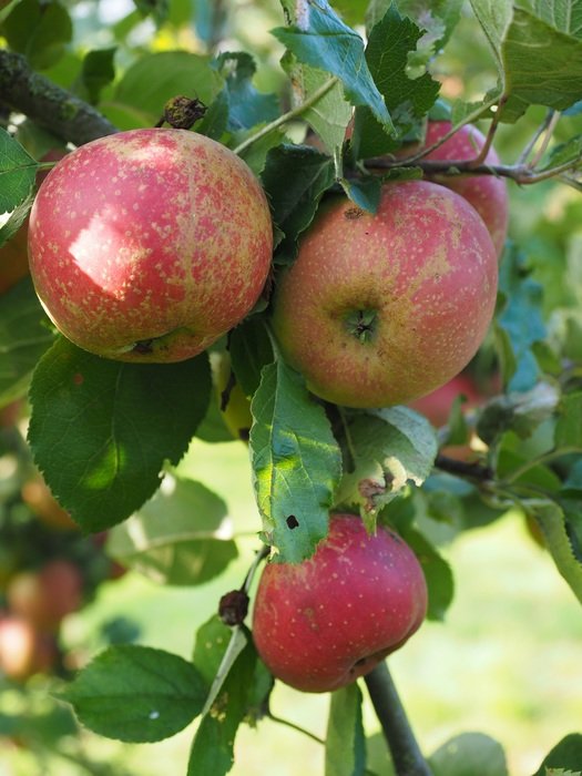 orchard apple tree fruit red frisch