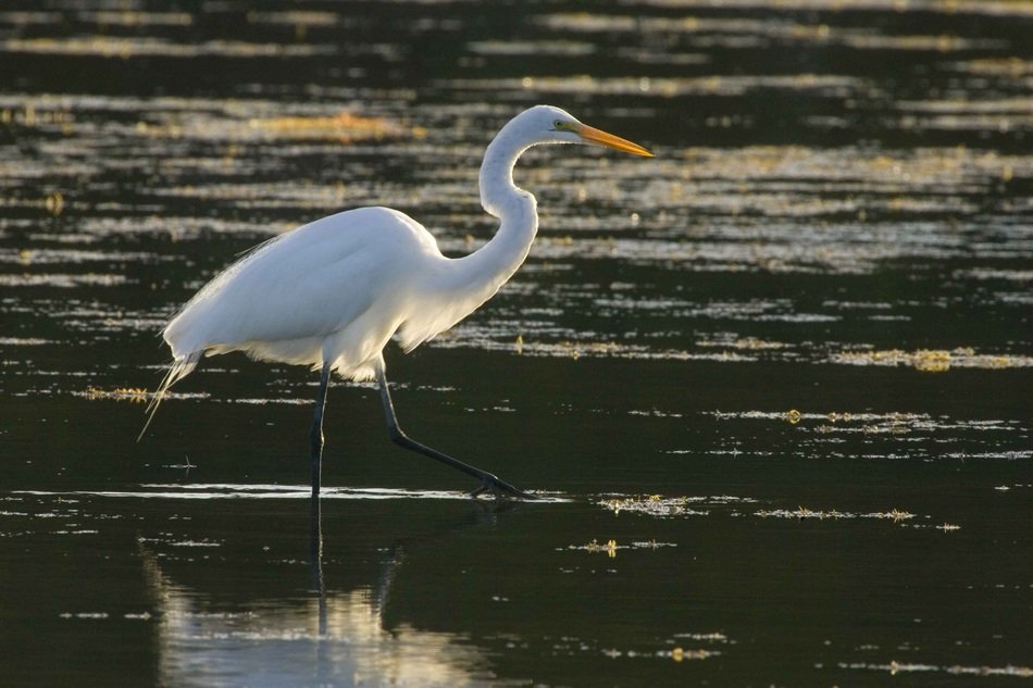 heron looking for food on the water