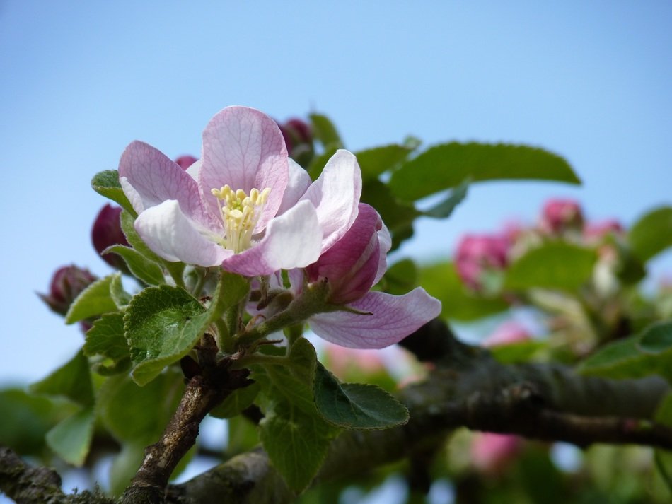 blossomapple tree spring