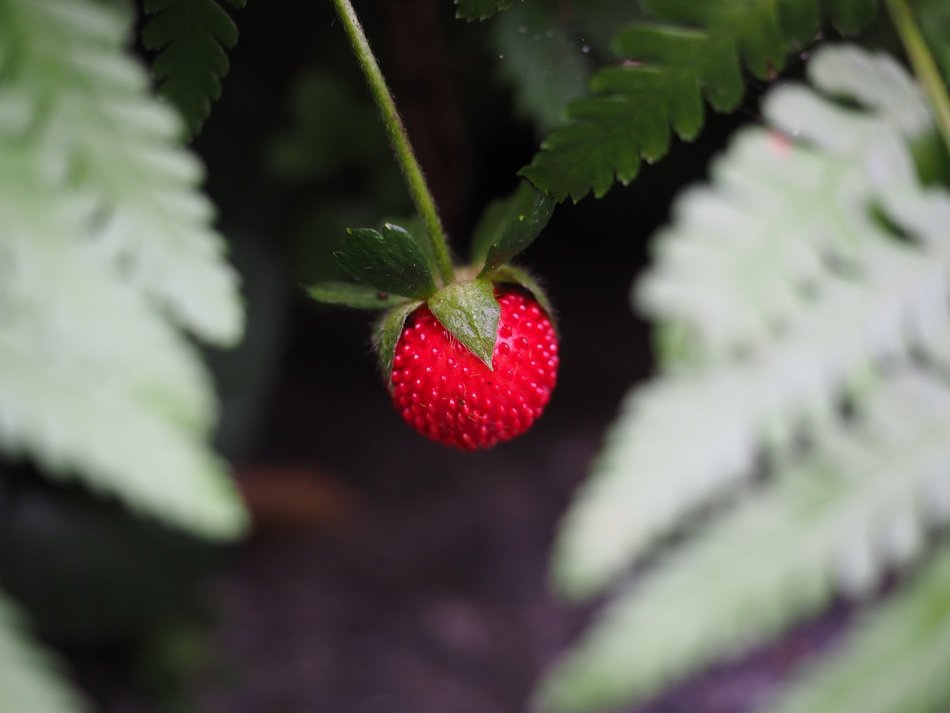 small translucent strawberry