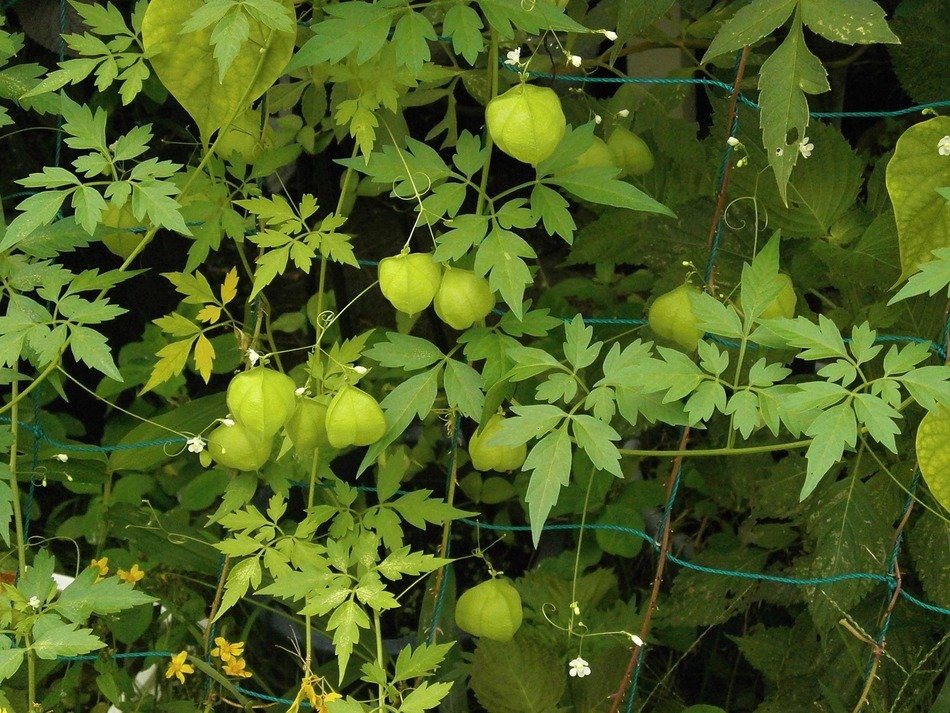 pea heart plant like balloons