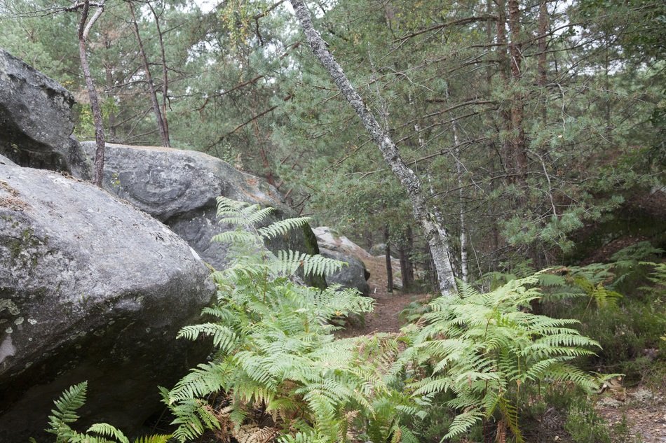 fontainebleau wood vegetation