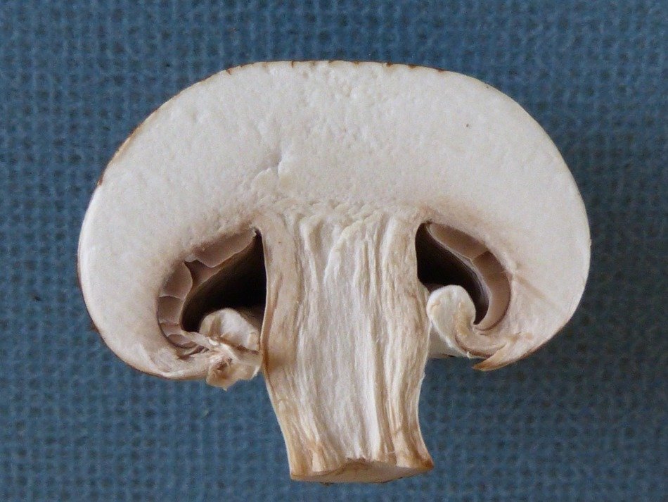 mushroom kitchen food