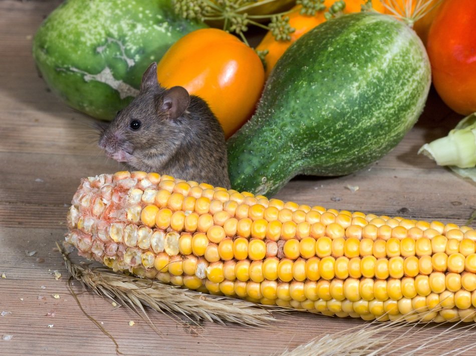 grey mouse and corn on the cob