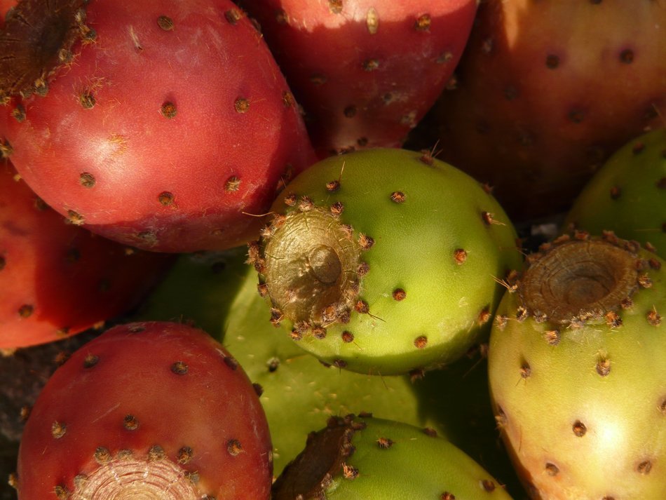 fruits of Opuntia