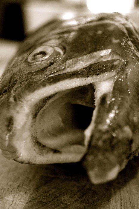 closeup photo of the salmon fish