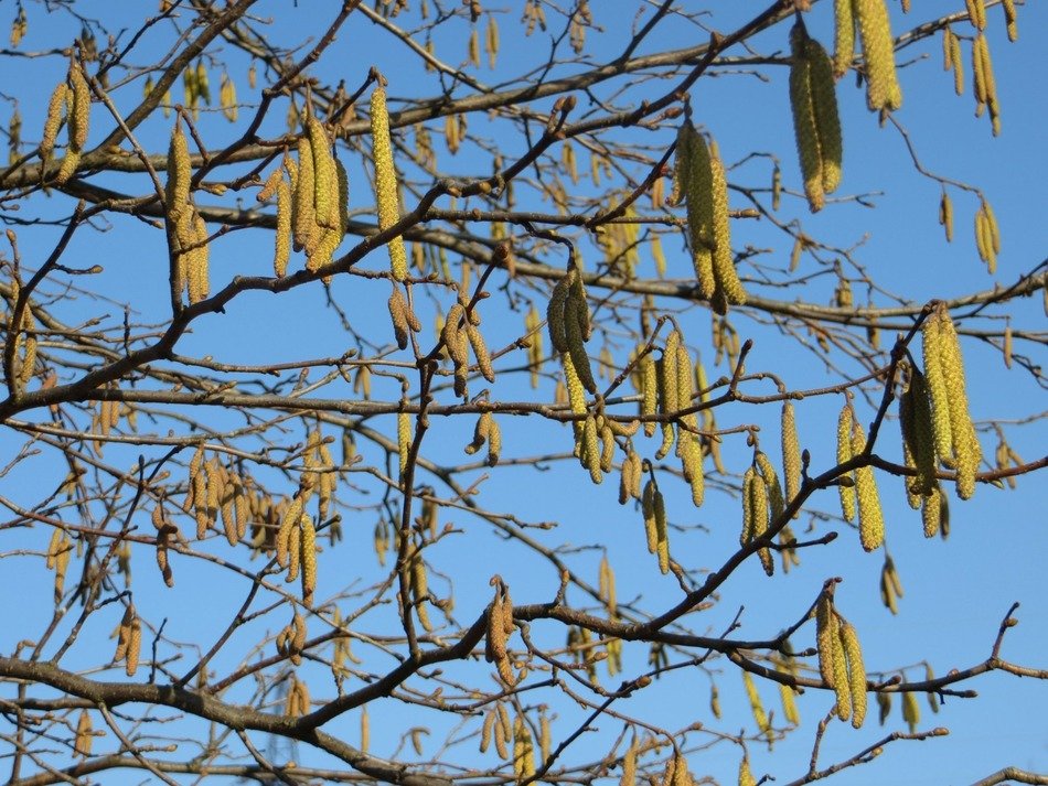 long earrings on a large tree