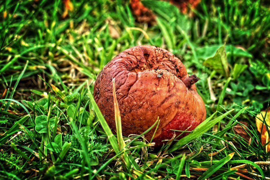 old apple fruit on the groung